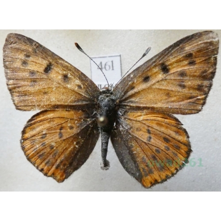 Lycaena alciphron (Rottemburg, 1775) male Czerwończyk zamgleniec Bulgaria46l
